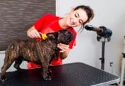 Curso de peluquería canina para principiantes