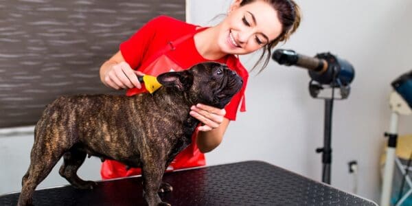 Curso de peluquería canina para principiantes