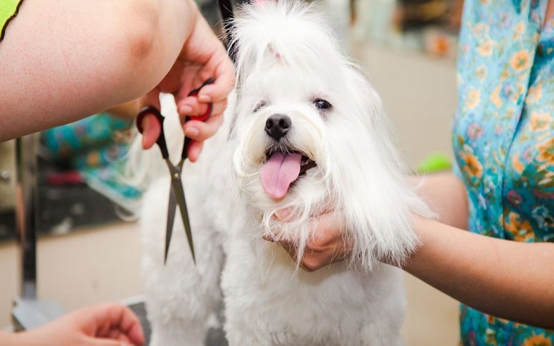 Curso de peluquería canina para principiantes